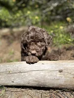 F1b Carrot Boy Free Delivery, a male Bernedoodle for sale in Eastman, GA – Photo 5 of 8
