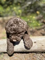 F1b Carrot Boy Free Delivery, a male Bernedoodle for sale in Eastman, GA – Photo 3 of 8