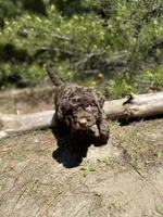 F1b Carrot Boy Free Delivery, a male Bernedoodle for sale in Eastman, GA – Photo 2 of 8