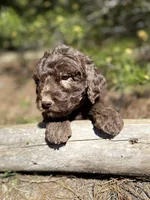 F1b Carrot Boy Free Delivery, a male Bernedoodle for sale in Eastman, GA – Photo 1 of 8