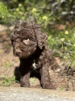 F1b Carrot Boy Free Delivery, a male Bernedoodle for sale in Eastman, GA – Photo 8 of 8