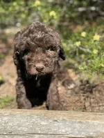 F1b Carrot Boy Free Delivery, a male Bernedoodle for sale in Eastman, GA – Photo 4 of 8