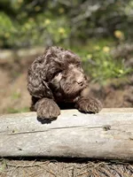 F1b Carrot Boy Free Delivery, a male Bernedoodle for sale in Eastman, GA – Photo 6 of 8