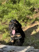 AKC Coal Boy Free Delivery, a male Poodle - Miniature  for sale in Eastman, GA – Photo 6 of 9