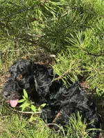 AKC Coal Boy Free Delivery, a male Poodle - Miniature  for sale in Eastman, GA – Photo 3 of 9