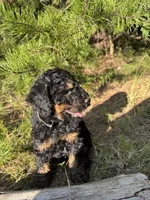 AKC Coal Boy Free Delivery, a male Poodle - Miniature  for sale in Eastman, GA – Photo 7 of 9