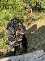 AKC Coal Boy Free Delivery, a male Poodle - Miniature  for sale in Eastman, GA – Photo 4 of 9