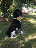 AKC Coal Boy Free Delivery, a male Poodle - Miniature  for sale in Eastman, GA – Photo 9 of 9