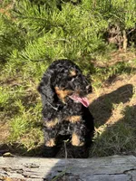 AKC Coal Boy Free Delivery, a male Poodle - Miniature  for sale in Eastman, GA – Photo 1 of 9