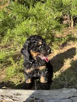 AKC Coal Boy Free Delivery, a male Poodle - Miniature  for sale in Eastman, GA – Photo 5 of 9