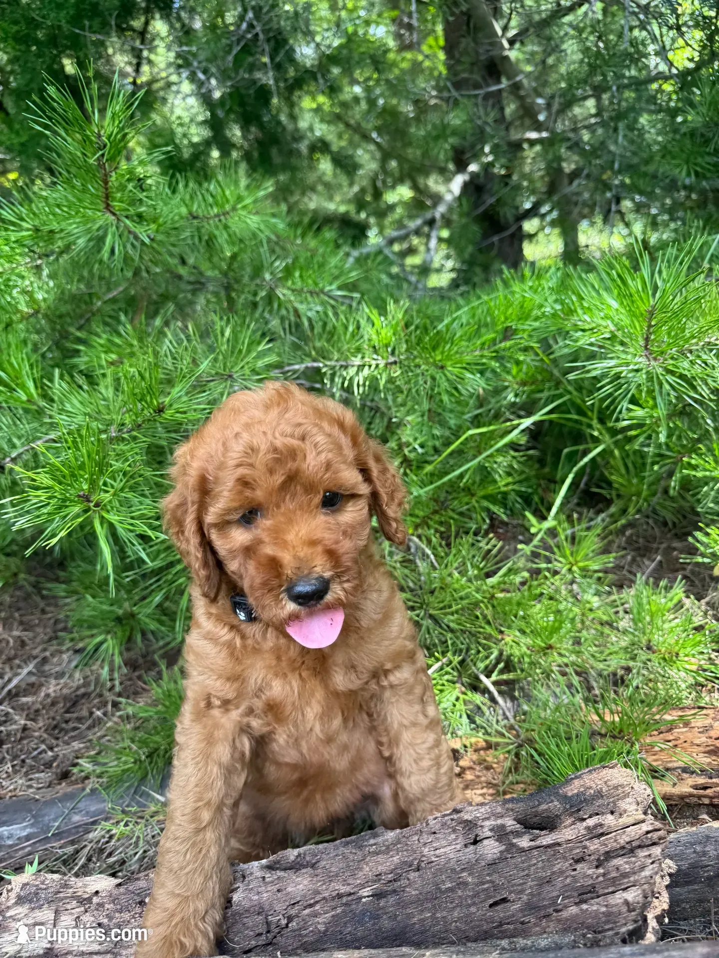 CKC Coal Girl, a female Miniature Goldendoodle for sale in Eastman, GA – 1 of 10