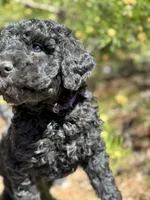 F1b Royal Boy Free Delivery, a male Bernedoodle for sale in Eastman, GA – Photo 6 of 6