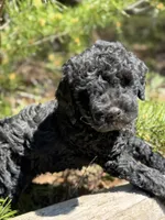 F1b Royal Boy Free Delivery, a male Bernedoodle for sale in Eastman, GA – Photo 3 of 6