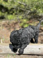 F1b Royal Boy Free Delivery, a male Bernedoodle for sale in Eastman, GA – Photo 2 of 6