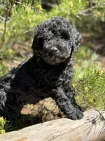 F1b Royal Boy Free Delivery, a male Bernedoodle for sale in Eastman, GA – Photo 5 of 6