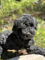 F1b Royal Boy Free Delivery, a male Bernedoodle for sale in Eastman, GA – Photo 4 of 6