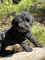 F1b Royal Boy Free Delivery, a male Bernedoodle for sale in Eastman, GA – Photo 1 of 6