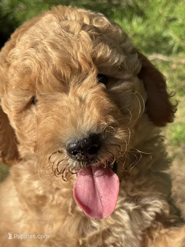 AKC Blaze Boy Free Delivery