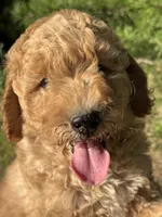 AKC Blaze Boy Free Delivery, a male Poodle - Miniature  for sale in Eastman, GA – Photo 2 of 6