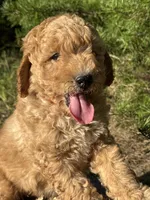 AKC Blaze Boy Free Delivery, a male Poodle - Miniature  for sale in Eastman, GA – Photo 3 of 6