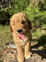 AKC Blaze Boy Free Delivery, a male Poodle - Miniature  for sale in Eastman, GA – Photo 6 of 6