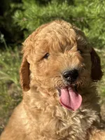 AKC Blaze Boy Free Delivery, a male Poodle - Miniature  for sale in Eastman, GA – Photo 4 of 6