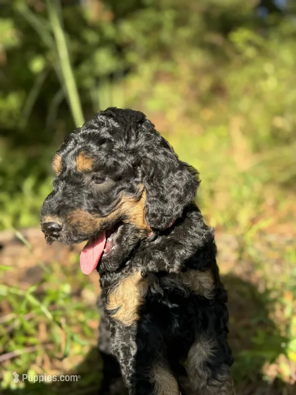 AKC Rose Girl Free Delivery