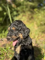 AKC Rose Girl Free Delivery, a female Poodle - Miniature  for sale in Eastman, GA – Photo 4 of 7