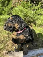 AKC Rose Girl Free Delivery, a female Poodle - Miniature  for sale in Eastman, GA – Photo 7 of 7