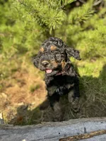 AKC Rose Girl Free Delivery, a female Poodle - Miniature  for sale in Eastman, GA – Photo 2 of 7