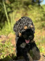 AKC Rose Girl Free Delivery, a female Poodle - Miniature  for sale in Eastman, GA – Photo 6 of 7