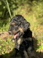 AKC Rose Girl Free Delivery, a female Poodle - Miniature  for sale in Eastman, GA – Photo 5 of 7