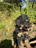 AKC Rose Girl Free Delivery, a female Poodle - Miniature  for sale in Eastman, GA – Photo 3 of 7