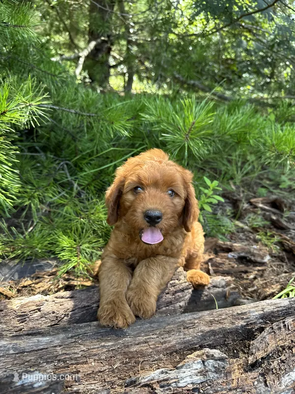 CKC Sunshine Girl – Miniature Goldendoodle puppy for sale in Eastman, GA
