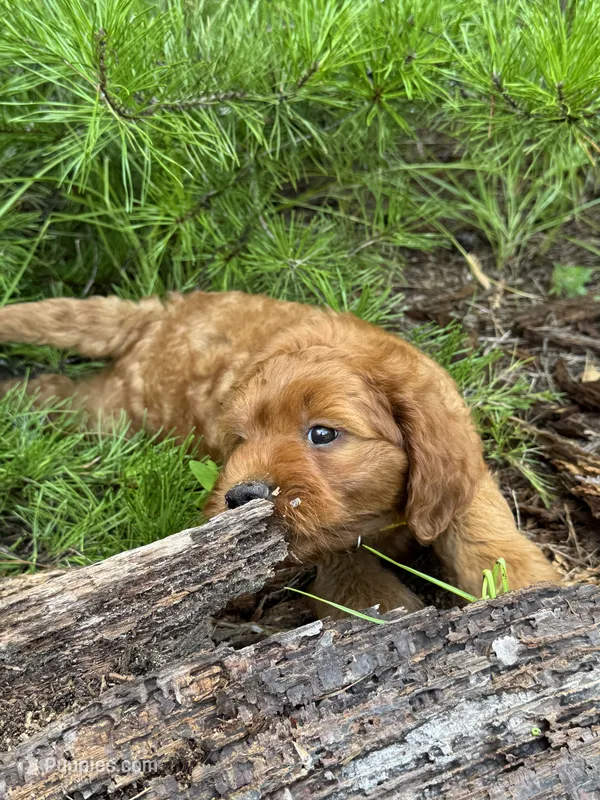 CKC Sunshine Girl – Miniature Goldendoodle puppy for sale in Eastman, GA