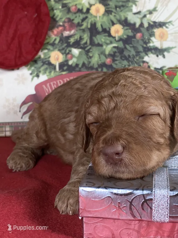 F1b Mini Onyx Boy Delivry