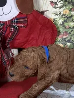 F1b Mini Blu Boy Fre Delivry, a male Goldendoodle for sale in Eastman, GA – Photo 2 of 6
