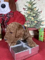 F1b Mini Blu Boy Fre Delivry, a male Goldendoodle for sale in Eastman, GA – Photo 4 of 6