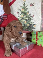 F1b Mini Blu Boy Fre Delivry, a male Goldendoodle for sale in Eastman, GA – Photo 5 of 6