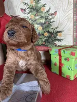 F1b Mini Blu Boy Fre Delivry, a male Goldendoodle for sale in Eastman, GA – Photo 6 of 6