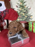 F1b Mini Blu Boy Fre Delivry, a male Goldendoodle for sale in Eastman, GA – Photo 3 of 6