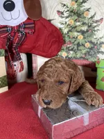 F1b Mini Blu Boy Fre Delivry, a male Goldendoodle for sale in Eastman, GA – Photo 1 of 6