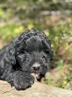 F1b Blue Boy Free Delivery, a male Bernedoodle for sale in Eastman, GA – Photo 3 of 5