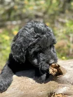 F1b Blue Boy Free Delivery, a male Bernedoodle for sale in Eastman, GA – Photo 1 of 5