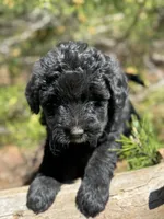 F1b Blue Boy Free Delivery, a male Bernedoodle for sale in Eastman, GA – Photo 4 of 5