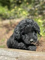 F1b Blue Boy Free Delivery, a male Bernedoodle for sale in Eastman, GA – Photo 2 of 5