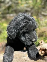 F1b Blue Boy Free Delivery, a male Bernedoodle for sale in Eastman, GA – Photo 5 of 5