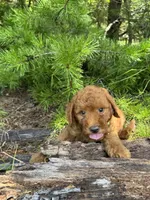 CKC Flo Girl, a female Miniature Goldendoodle for sale in Eastman, GA – 5 of 8