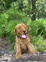CKC Coal Girl, a female Miniature Goldendoodle for sale in Eastman, GA – 6 of 10