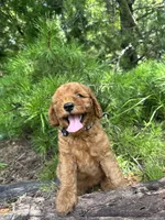 CKC Coal Girl, a female Miniature Goldendoodle for sale in Eastman, GA – 3 of 10